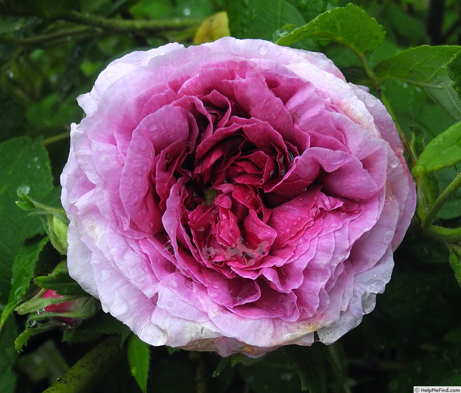 'Président de Sèze' rose, click to enlarge 'Président de Sèze' rose photo