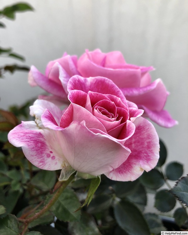 'Tänzerin' rose photo