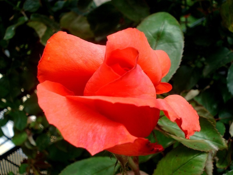 'Anne Vanderlove ®' rose photo