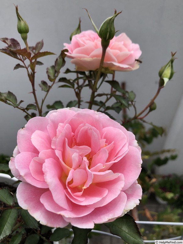 'Salma' rose photo