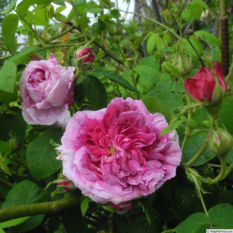 'Président de Sèze' rose, click to enlarge 'Président de Sèze' rose photo