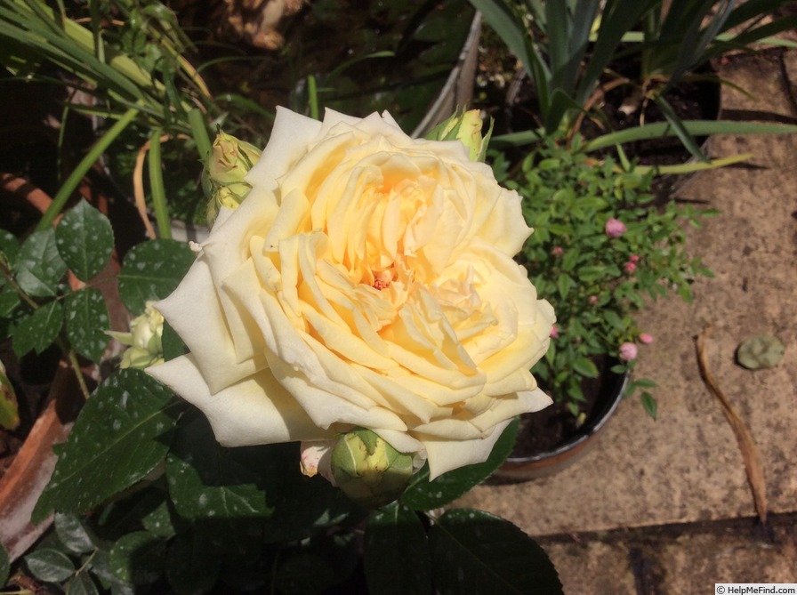 'Diamond Wedding (floribunda, Rawlins before 2020)' rose photo
