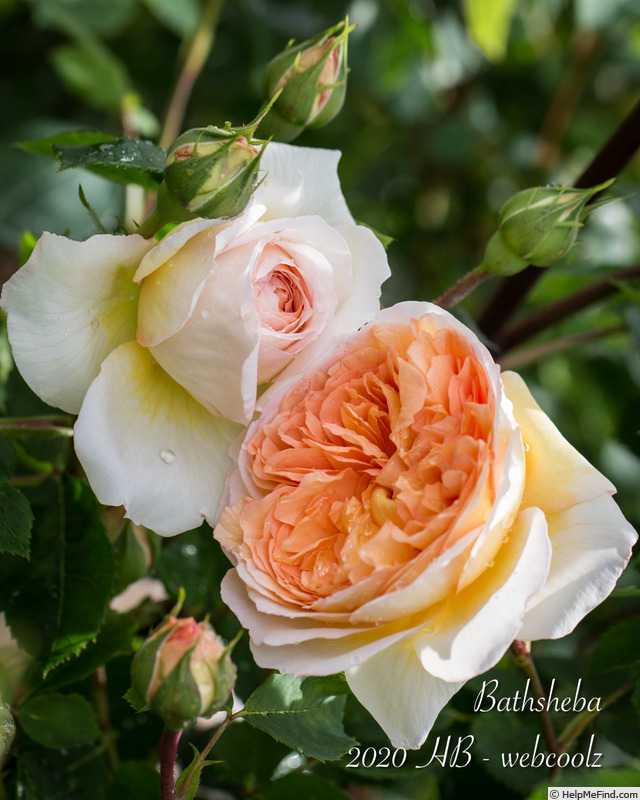 'Bathsheba' rose photo