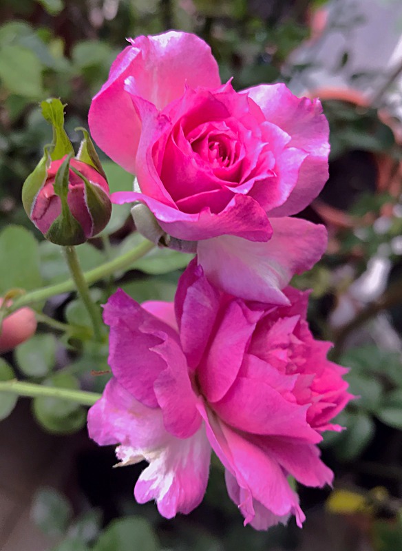 'Sheherazade ®' rose photo