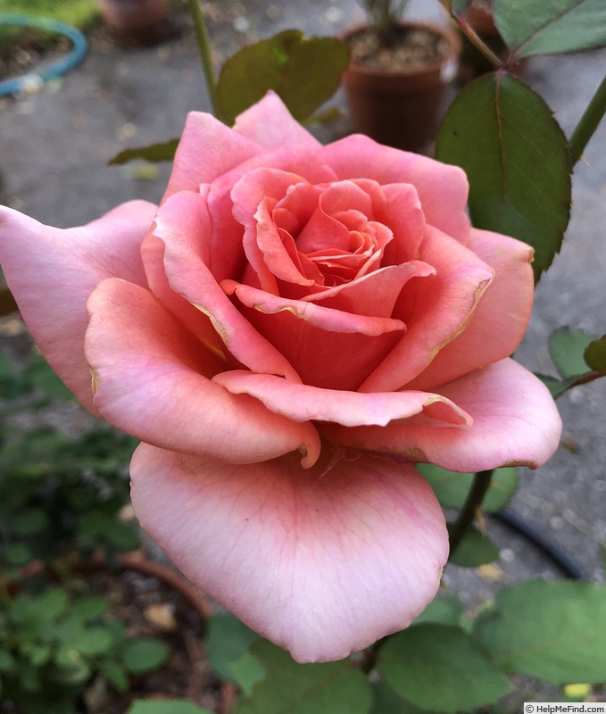 'Tanya' rose photo