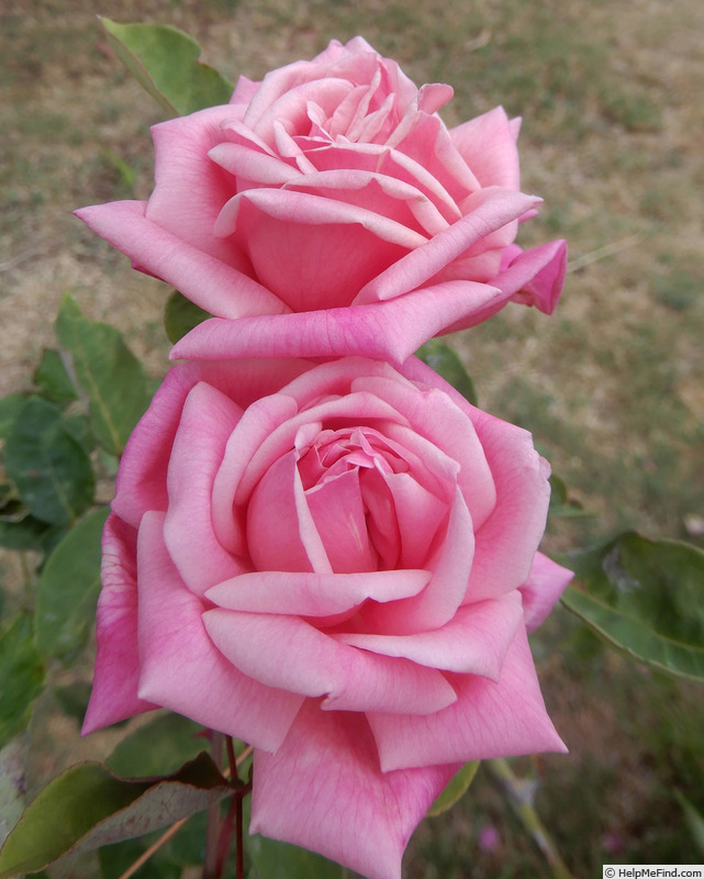 'Madame Lombard' rose, click to enlarge 'Madame Lombard' rose photo