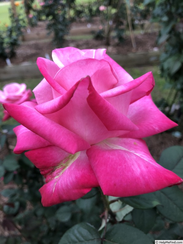 'Liz's Charm' rose photo