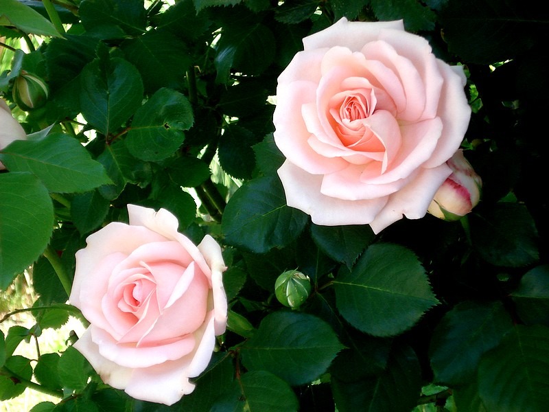 'Clair Renaissance ™' rose, click to enlarge 'Clair Renaissance ™' rose photo
