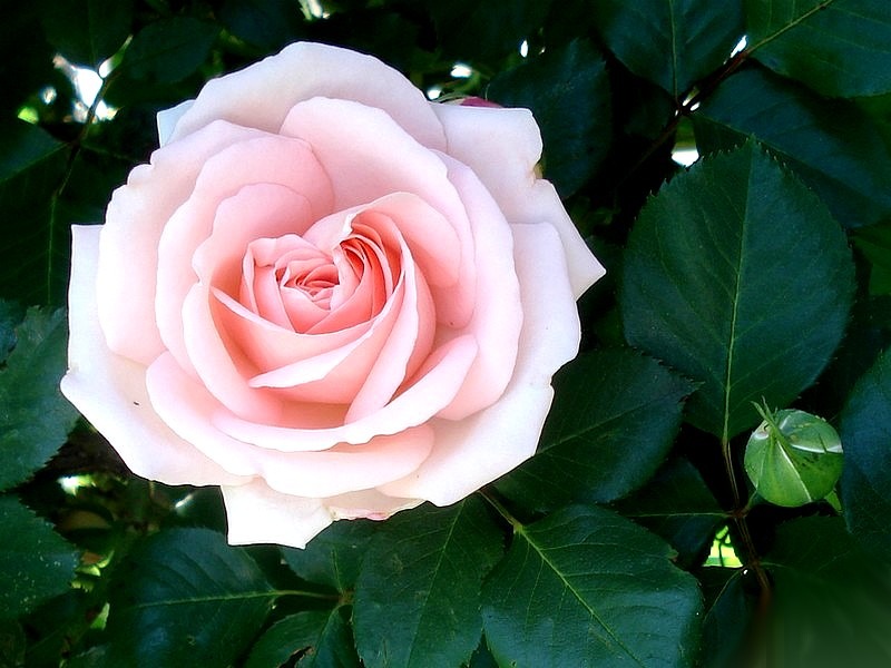 'Clair Renaissance ™' rose, click to enlarge 'Clair Renaissance ™' rose photo
