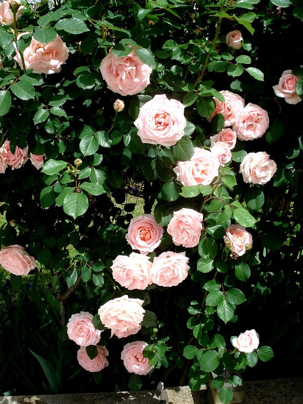 'Clair Renaissance ™' rose, click to enlarge 'Clair Renaissance ™' rose photo