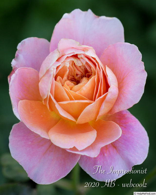 'The Impressionist ™ (shrub, Clements 2000)' rose, click to enlarge 'The Impressionist ™ (shrub, Clements 2000)' rose photo