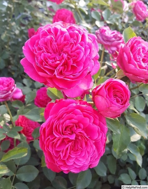 'Sir John Betjeman' rose photo