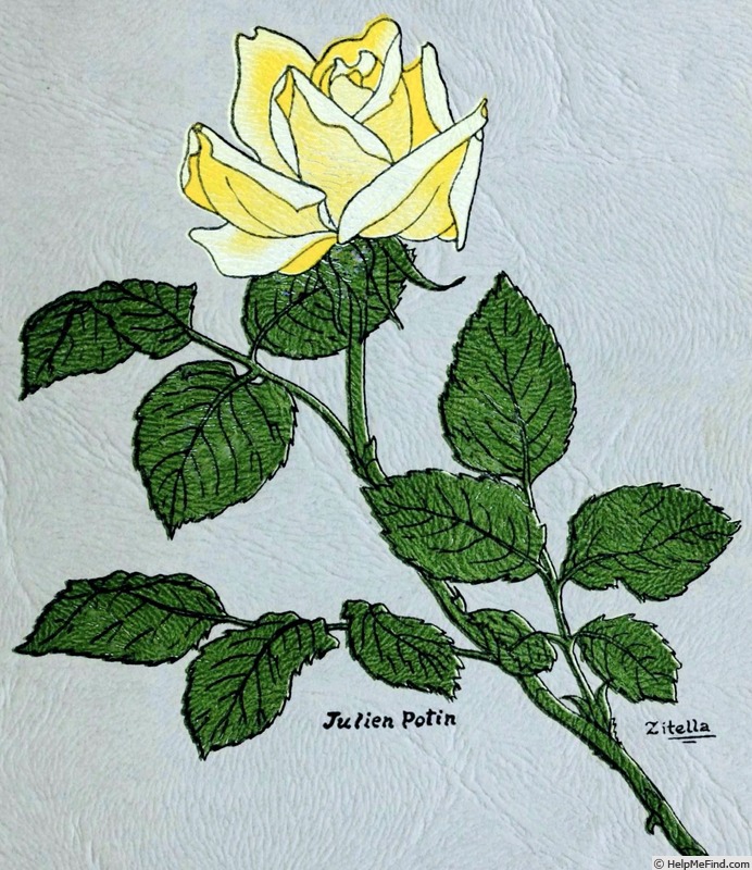 'Julien Potin' rose photo
