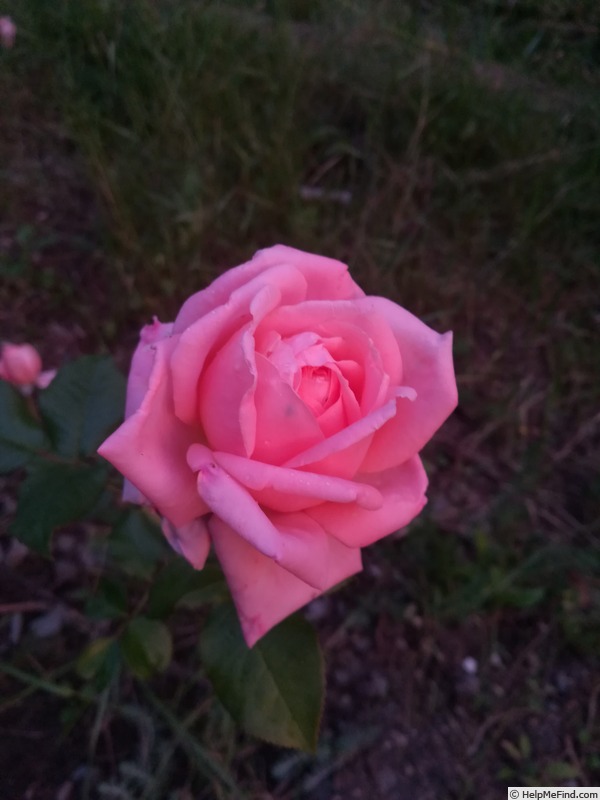 'Bonsoir' rose photo