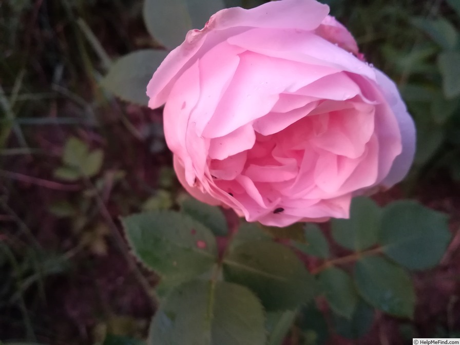 'Comtesse de Barbantane' rose photo