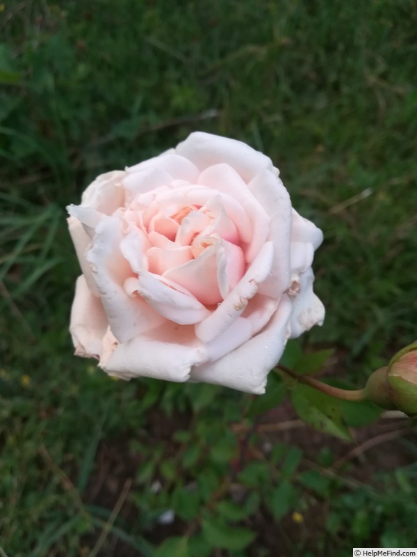 'Earl of Eldon' rose photo