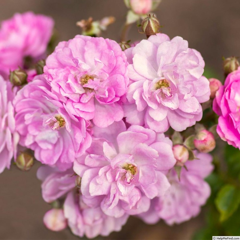 'Pretty Polly Lavender™' rose photo