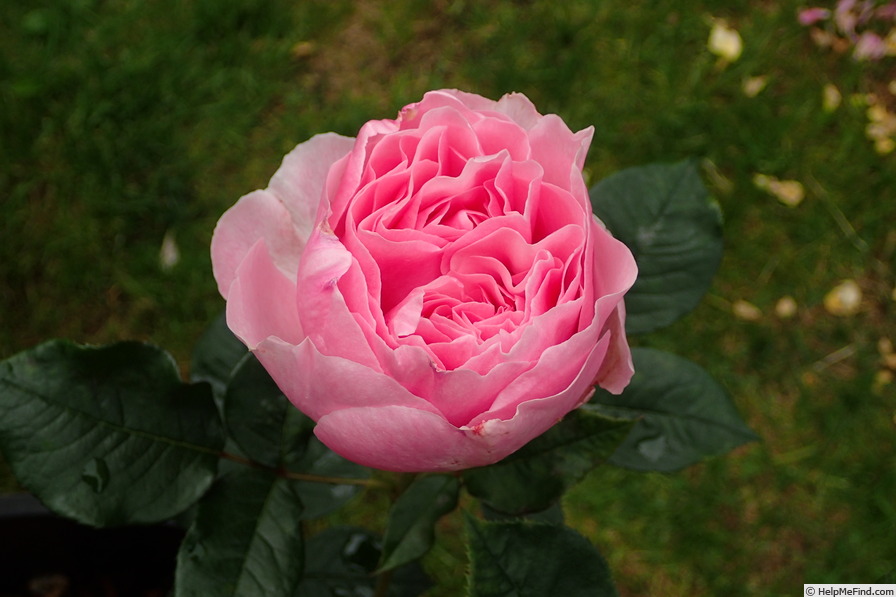 'Scentuous ™' rose photo