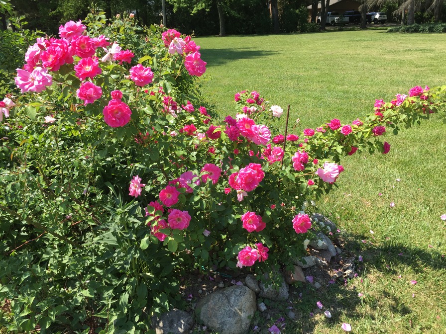 'Malaguena' rose photo