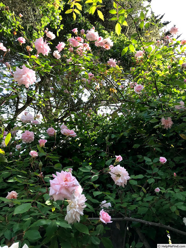 'Cécile Brunner, Cl. (cl. polyantha, Hosp, 1894)' rose photo