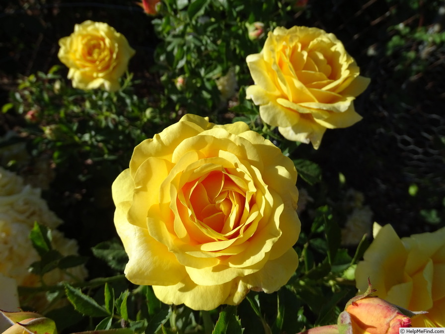 'Tupelo Honey™' rose photo