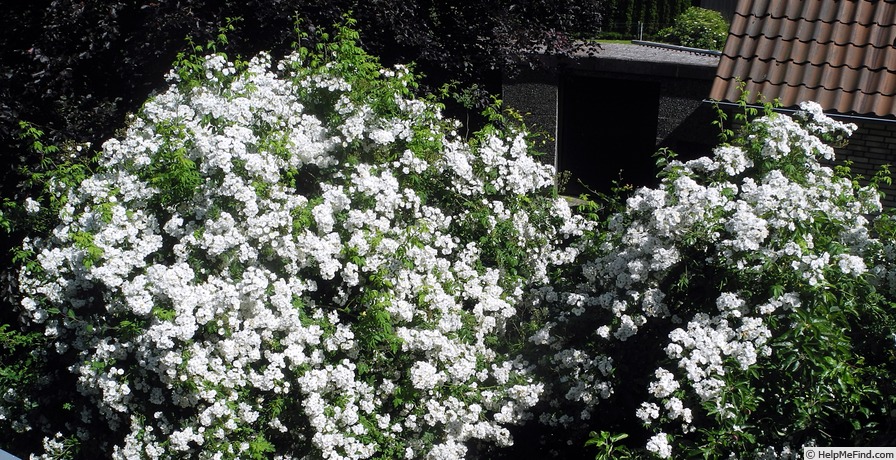 'Rambling Rector' rose photo