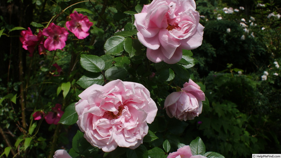 'Gerbe Rose' rose photo