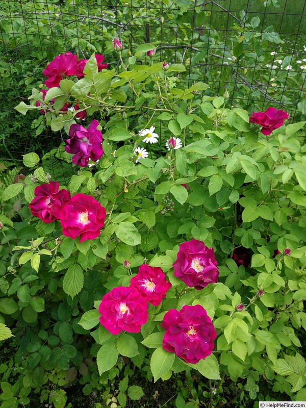 'Grand-Père Pierre Vibert' rose, click to enlarge 'Grand-Père Pierre Vibert' rose photo