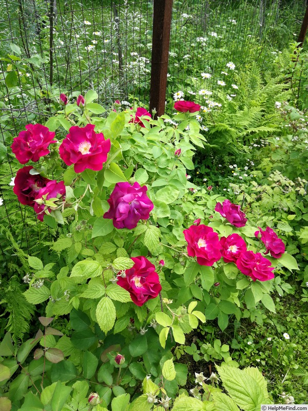 'Grand-Père Pierre Vibert' rose, click to enlarge 'Grand-Père Pierre Vibert' rose photo