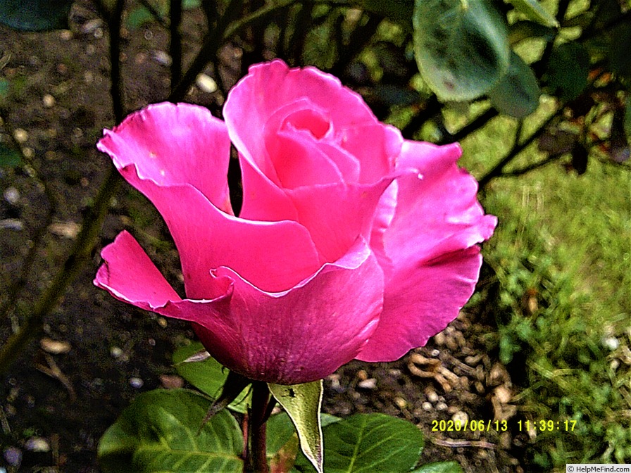 'The McCartney Rose ™' rose photo