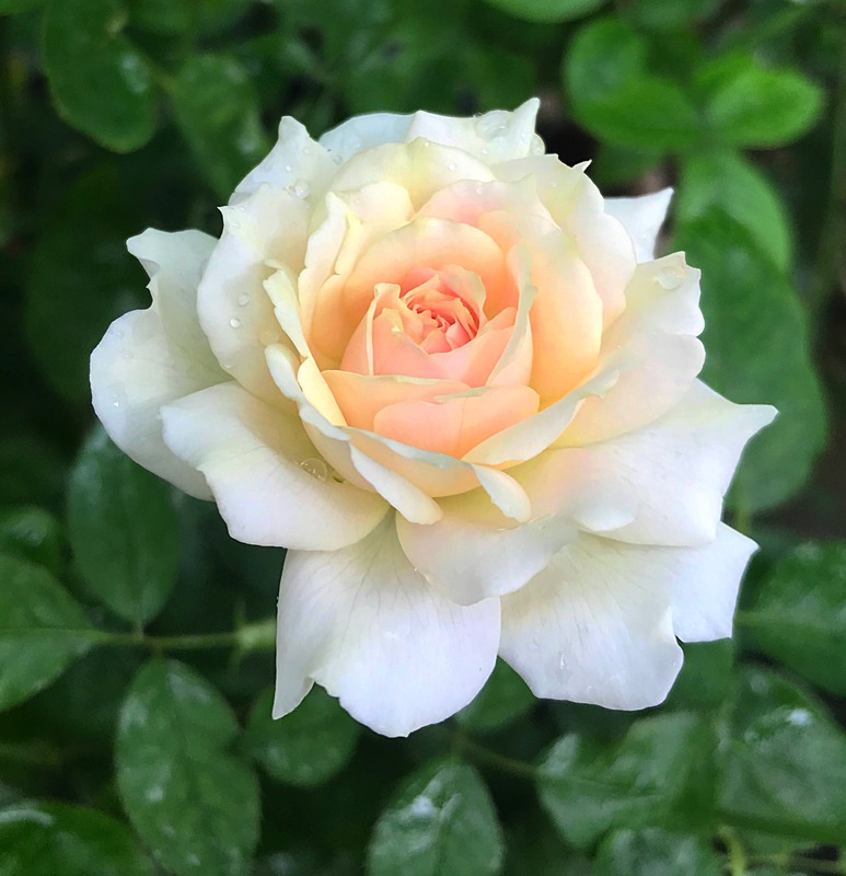 'Sucre' rose photo