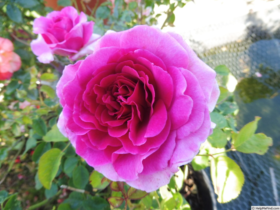 'Laudatio ®' rose photo