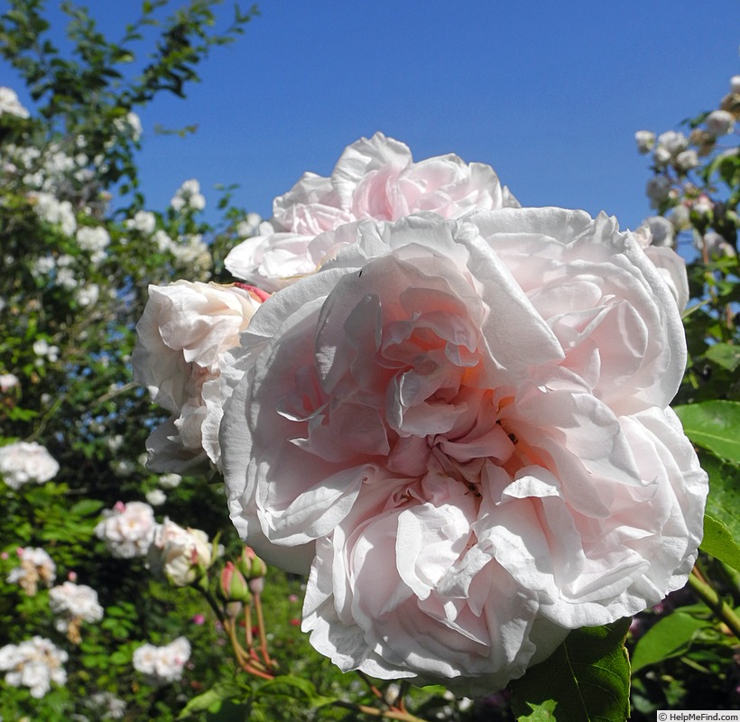 'Malmaison, Cl.' rose photo