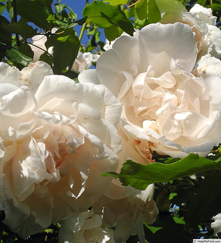 'Madame Alfred Carrière (noisette, Schwartz 1875)' rose, click to enlarge 'Madame Alfred Carrière (noisette, Schwartz 1875)' rose photo