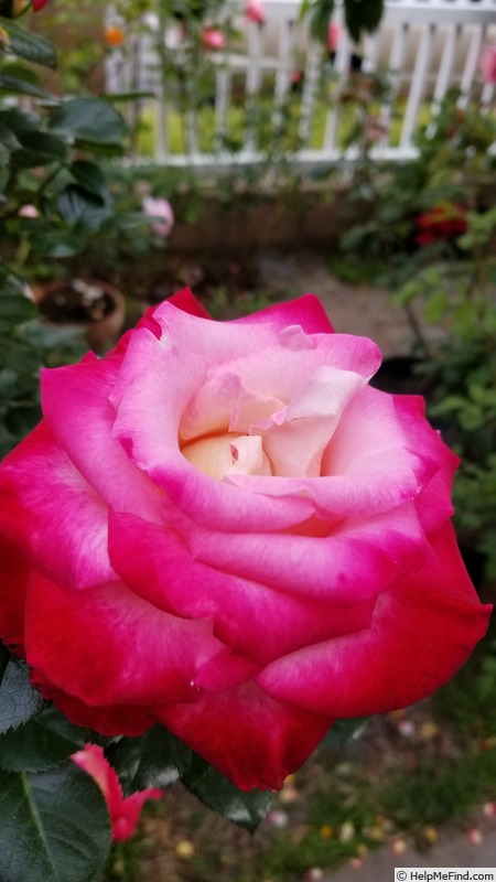 'Dick Clark ®' rose photo