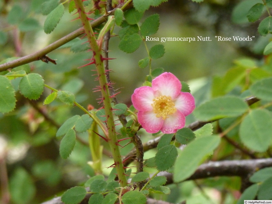 '<i>Rosa gymnocarpa</i> Nutt.' rose photo