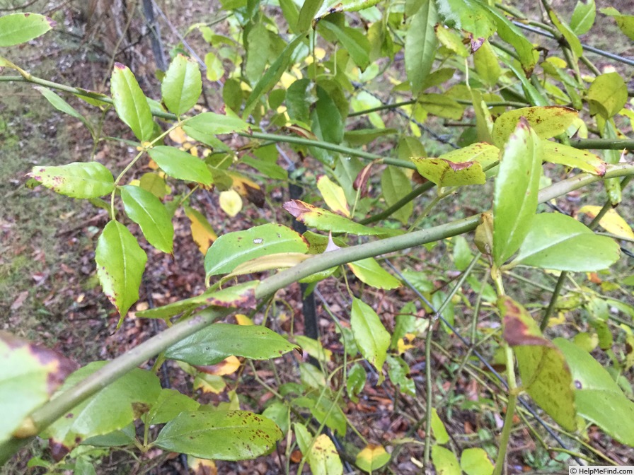 'Albéric Barbier (Rambler, Barbier, 1900)' rose, click to enlarge 'Albéric Barbier (Rambler, Barbier, 1900)' rose photo