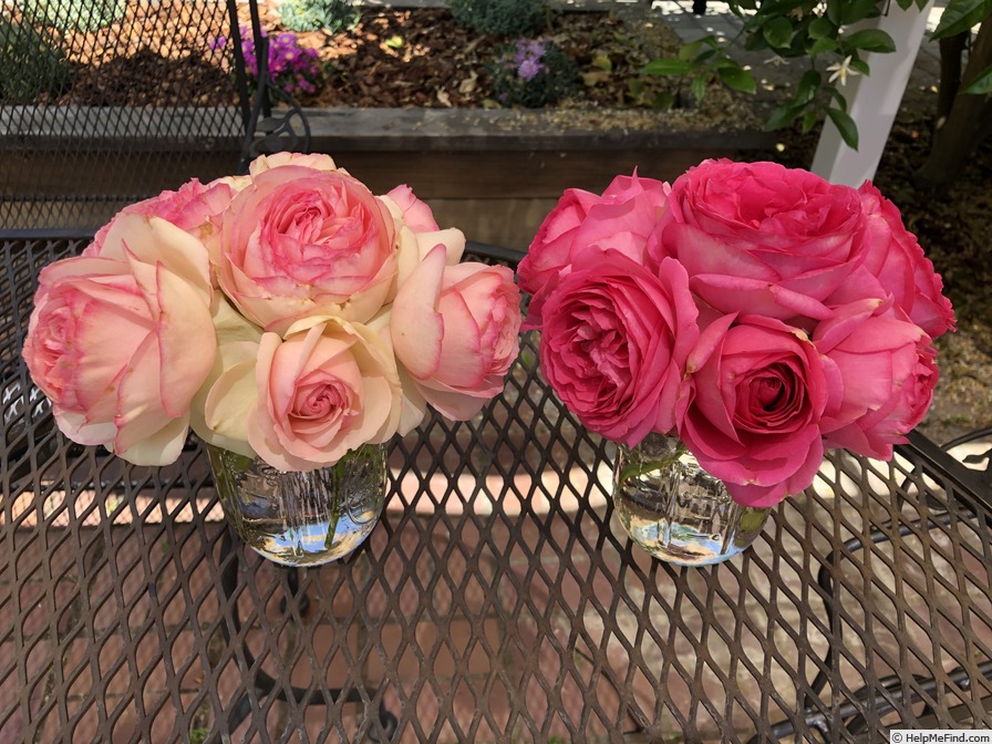 'Pink Eden Rose ®' rose photo