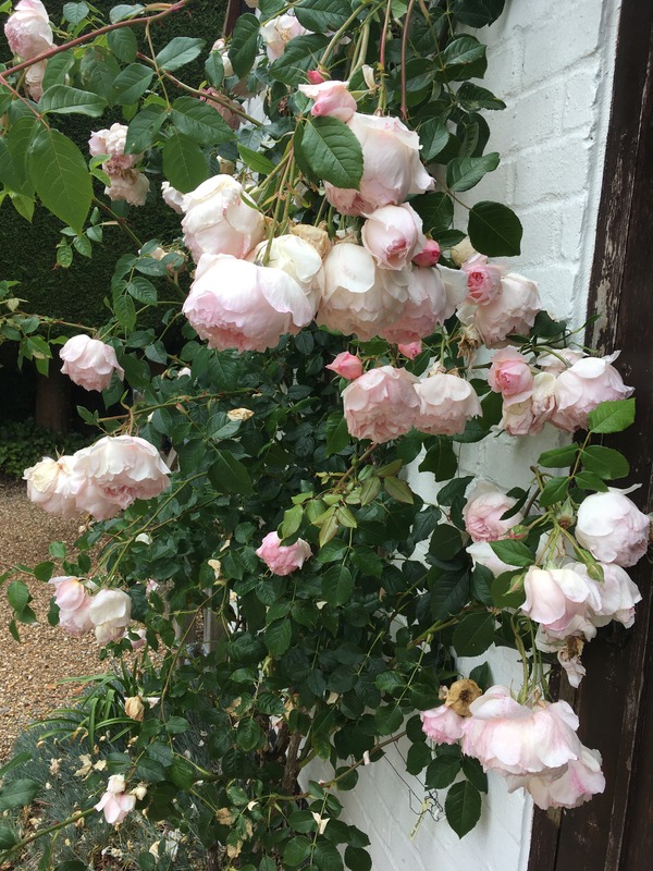 'The Wedgwood Rose' rose photo
