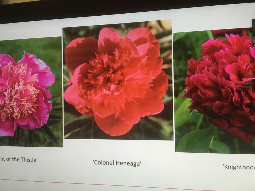 'Colonel Heneage' peony photo