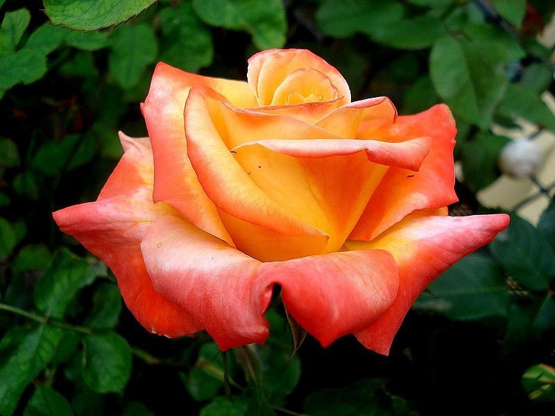 'Henryane de Chaponay ®' rose photo