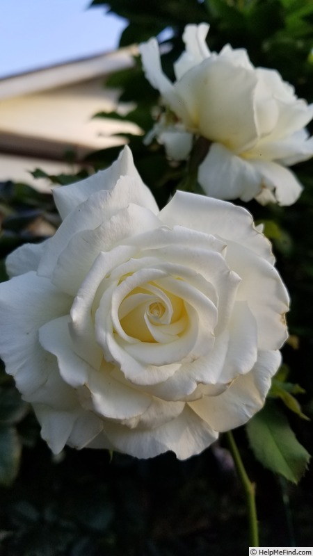 'Pope John Paul II ™ (Hybrid Tea, Zary, 2006)' rose photo