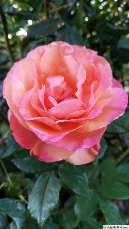 'Anna's Promise' rose photo