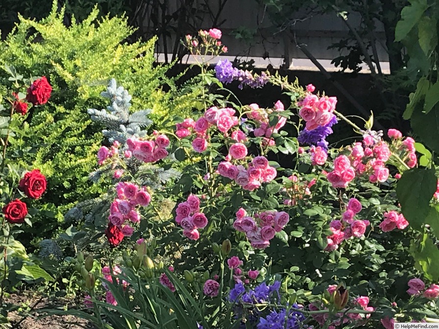'Pomponella ® (floribunda, Kordes 2005)' rose photo