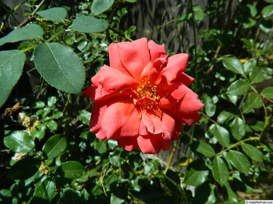 'Grande Duchesse Charlotte' rose photo