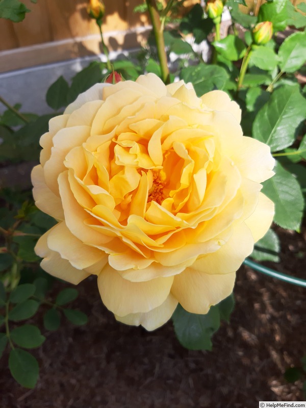 'Golden Celebration ™' rose photo