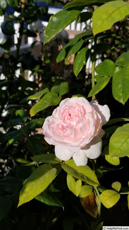 'Eglantyne' rose photo