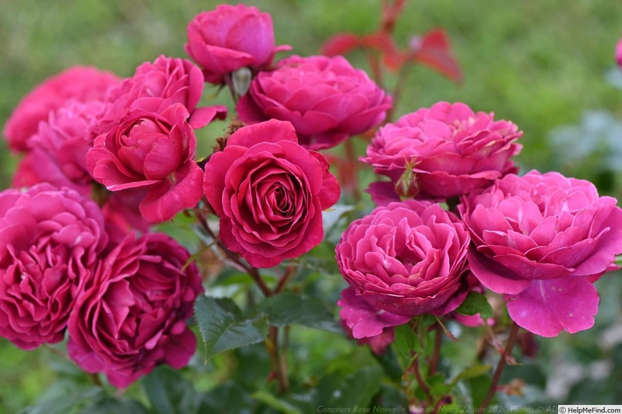 'Abbaye de Beaulieu ®' rose photo