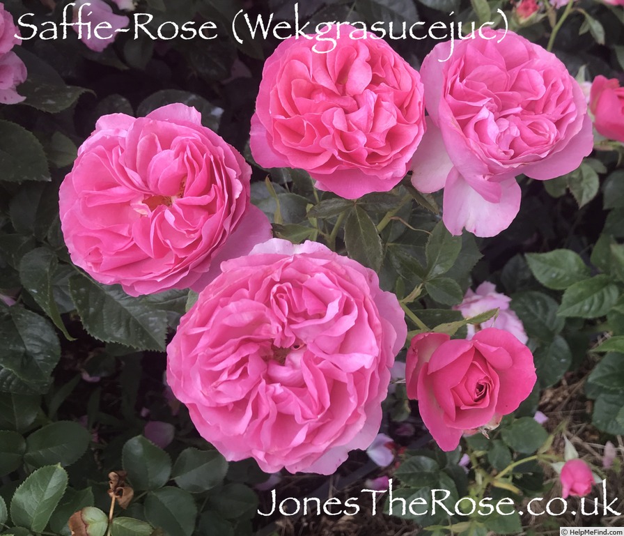 'Saffie-Rose' rose photo