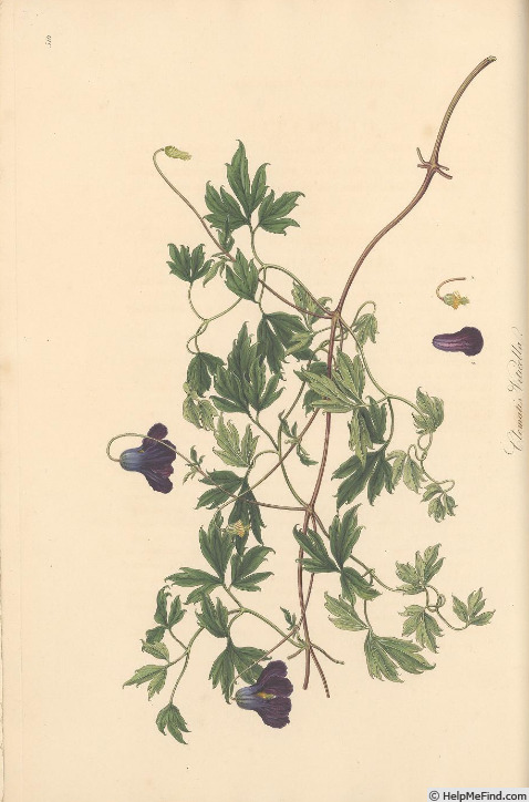 '<i>C. viticella</i> L.' clematis photo